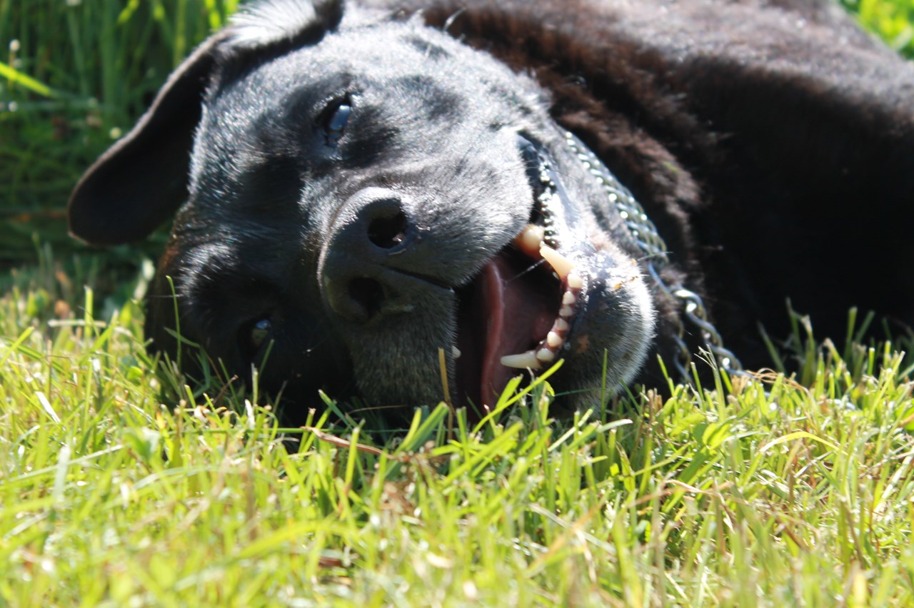 Stoll´s Hotel Alpina Ausflüge mit Hund Wandern mit Hund