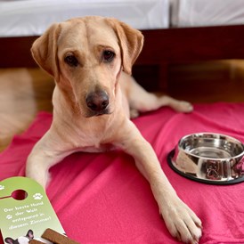 Urlaub-mit-Hund: Begrüßungsleckerlie, Napf und Decke gibt es im Zimmer! - Hotel Gollner