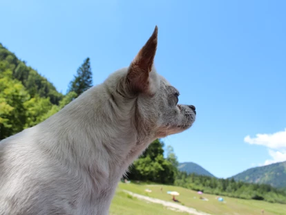 Hundehotel - Mariastein (Mariastein) - Blickner Alm