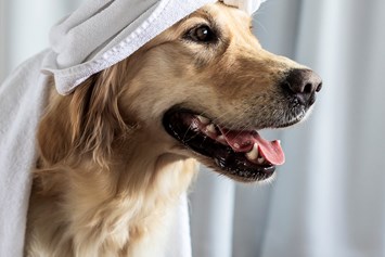 Urlaub-mit-Hund: Wellness für den Hund - Wanderhotel Vinschgerhof