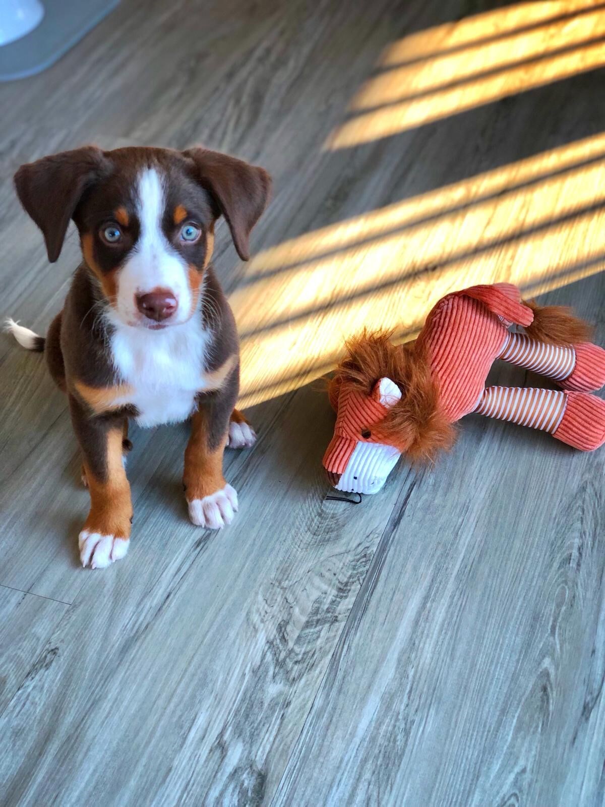 Das Weitblick Allgäu Ausflüge mit Hund Unsere wunderschöne Natur