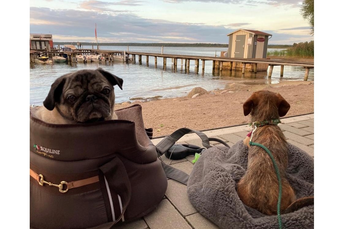 Urlaub-mit-Hund: Hundeleben. Ihr Vierbeiner in all' unseren Restaurants willkommen! - Fleesensee Resort & Spa