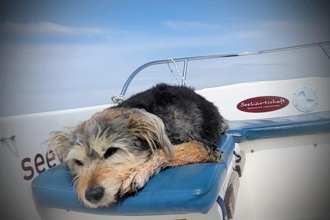 Urlaub-mit-Hund: Hunde Model 2023 gesucht - gefunden!
1. Platz für Fussel - Fleesensee Resort & Spa