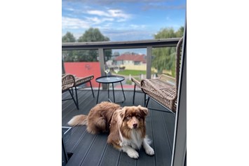 Urlaub-mit-Hund: Hunde Model 2023 gesucht - gefunden!
2. Platz für Flinni - Fleesensee Resort & Spa