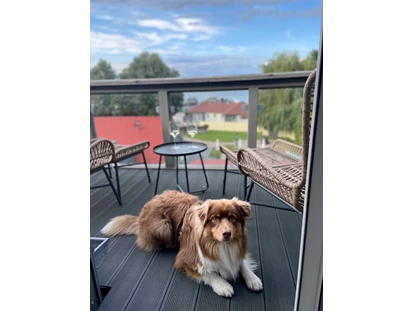 Hundehotel - Plau am See - Hunde Model 2023 gesucht - gefunden!
2. Platz für Flinni - Fleesensee Resort & Spa