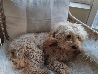 Hundehotel - Plau am See - Hunde Model 2023 gesucht - gefunden!
3. Platz für Luna - Fleesensee Resort & Spa
