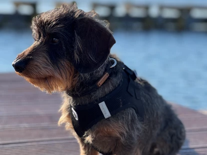 Hundehotel - Plau am See - Fleesensee Resort & Spa