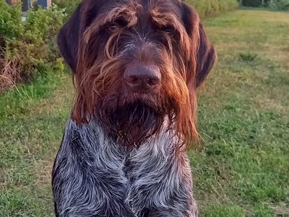 Hundehotel - Plau am See - Fleesensee Resort & Spa
