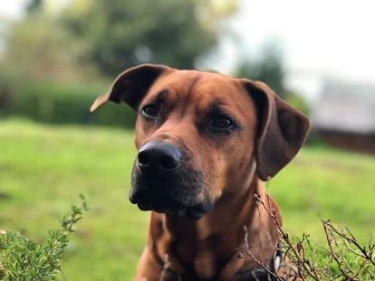 Hundehotel - Plau am See - Fleesensee Resort & Spa