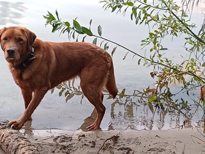 Hundehotel - Plau am See - Spass für die Emma  - Fleesensee Resort & Spa