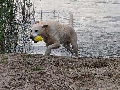 Hundehotel - Plau am See - Fleesensee Resort & Spa