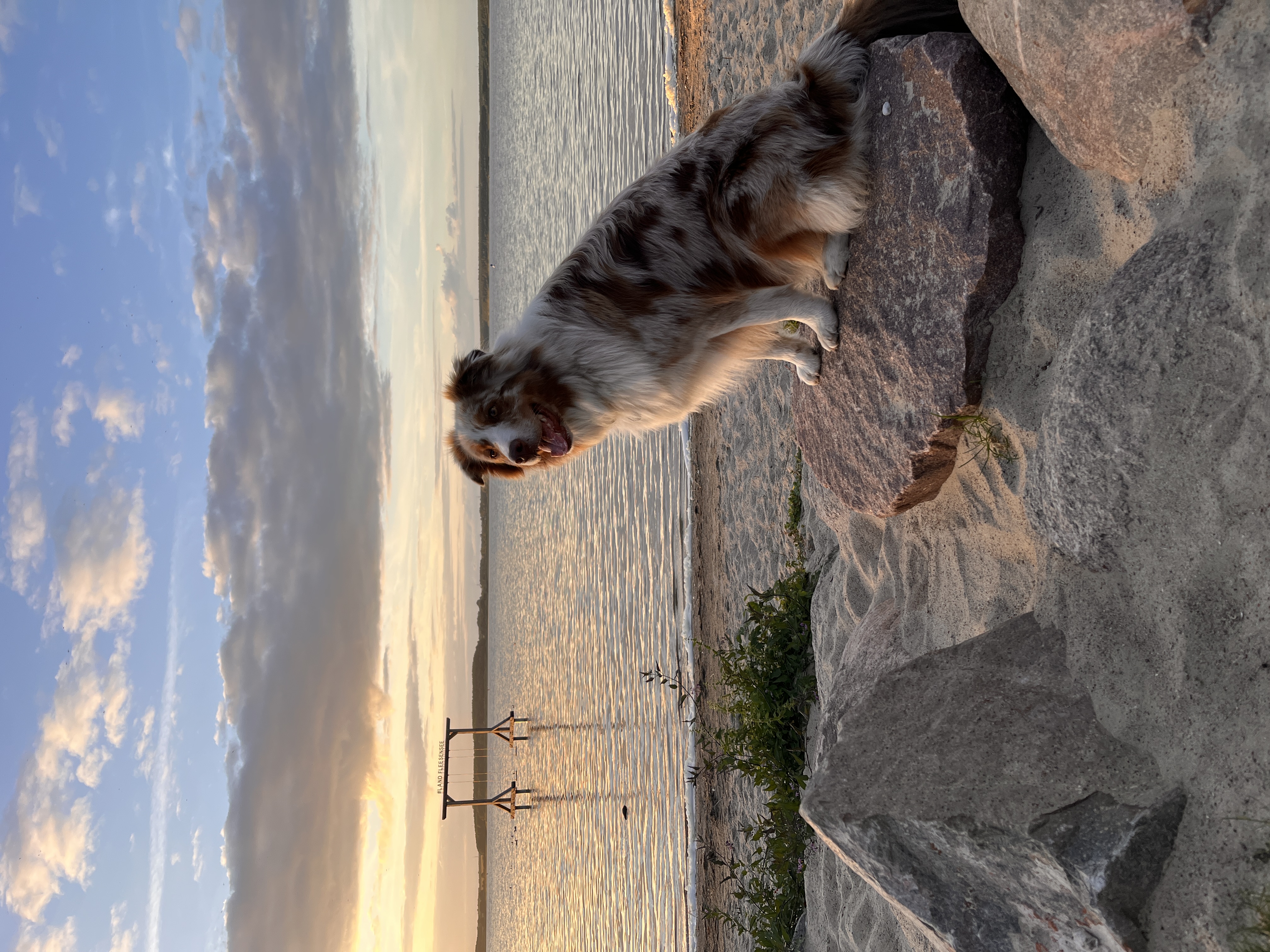 Urlaub-mit-Hund: Fleesensee Resort & Spa
