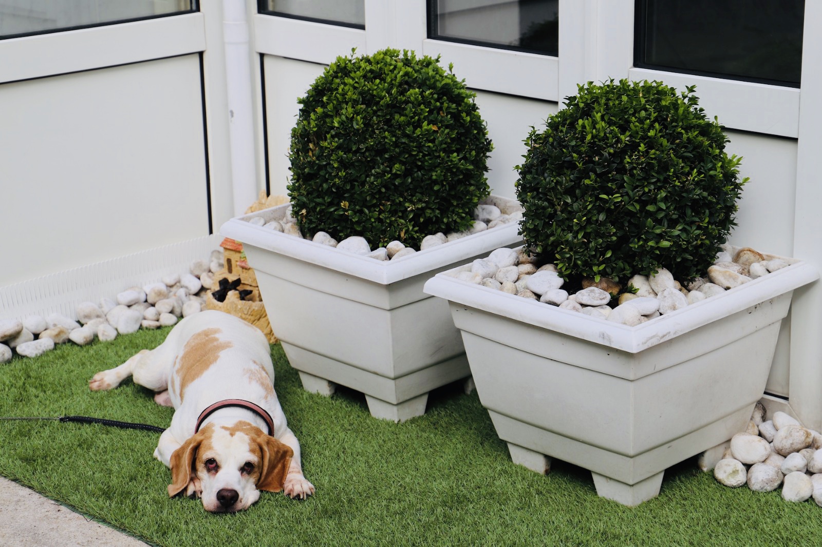 Hundehotel - Hessen - Hotel Aurelia 