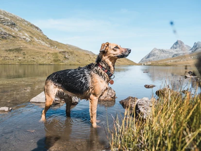 Hundehotel - Doggies: 3 Doggies - Felbermayer Hotel & Alpin Spa Montafon****