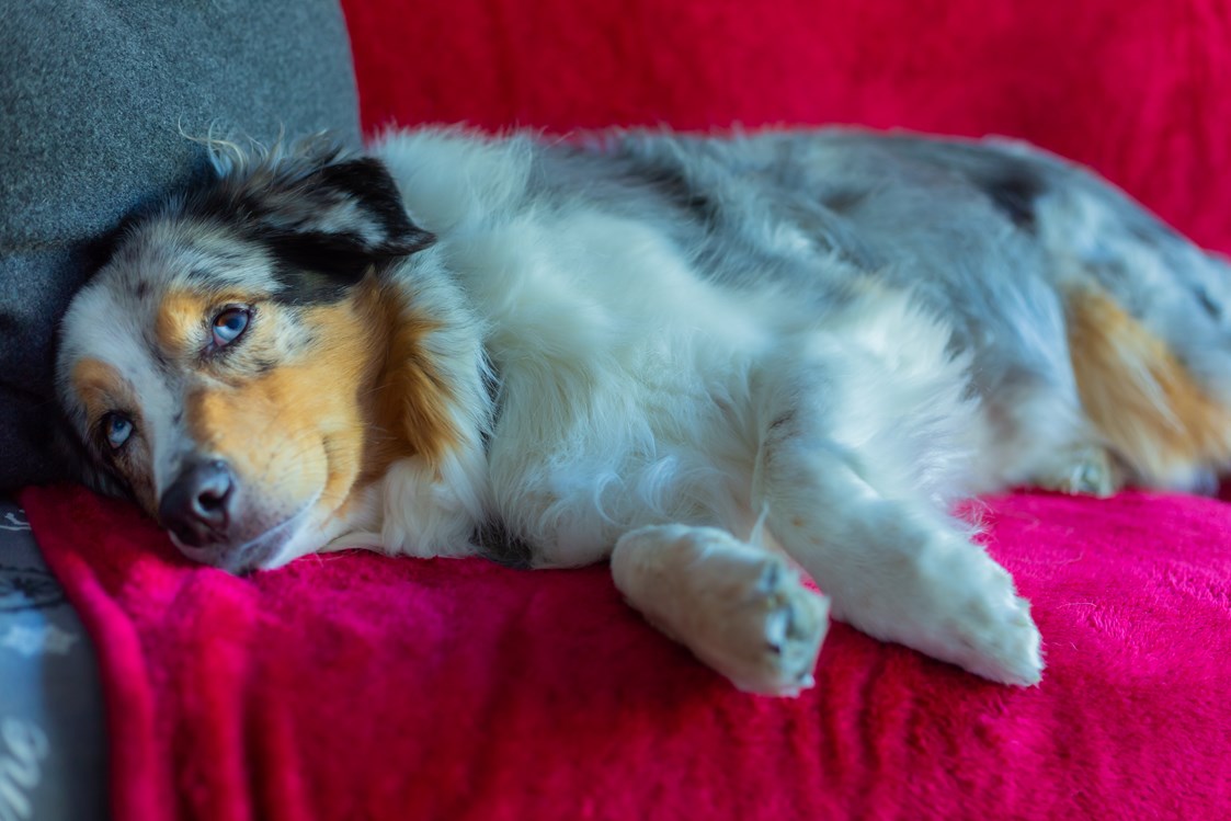 Urlaub-mit-Hund: Hund im Zimmer - Wiesenhof Garden Resort 