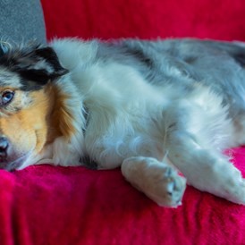 Urlaub-mit-Hund: Hund im Zimmer - Wiesenhof Garden Resort 