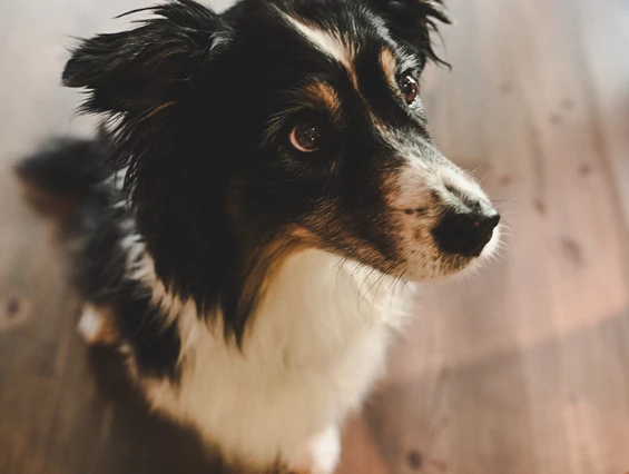 Urlaub-mit-Hund: Wiesenhof Garden Resort  - Urlaub mit Hund