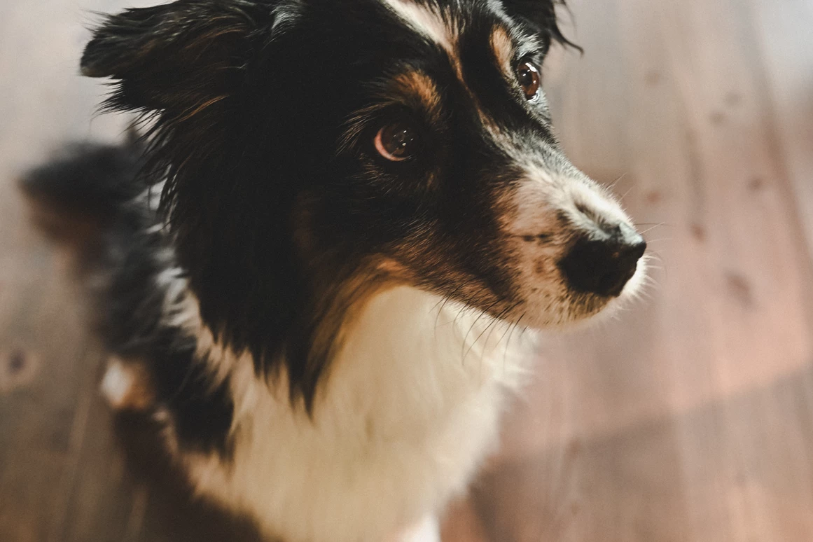 Urlaub-mit-Hund: Wiesenhof Garden Resort  - Urlaub mit Hund