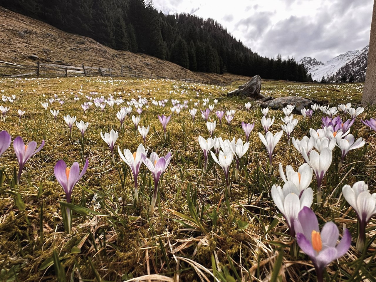 Wiesenhof Garden Resort  Ausflugsziele Pfistradalm