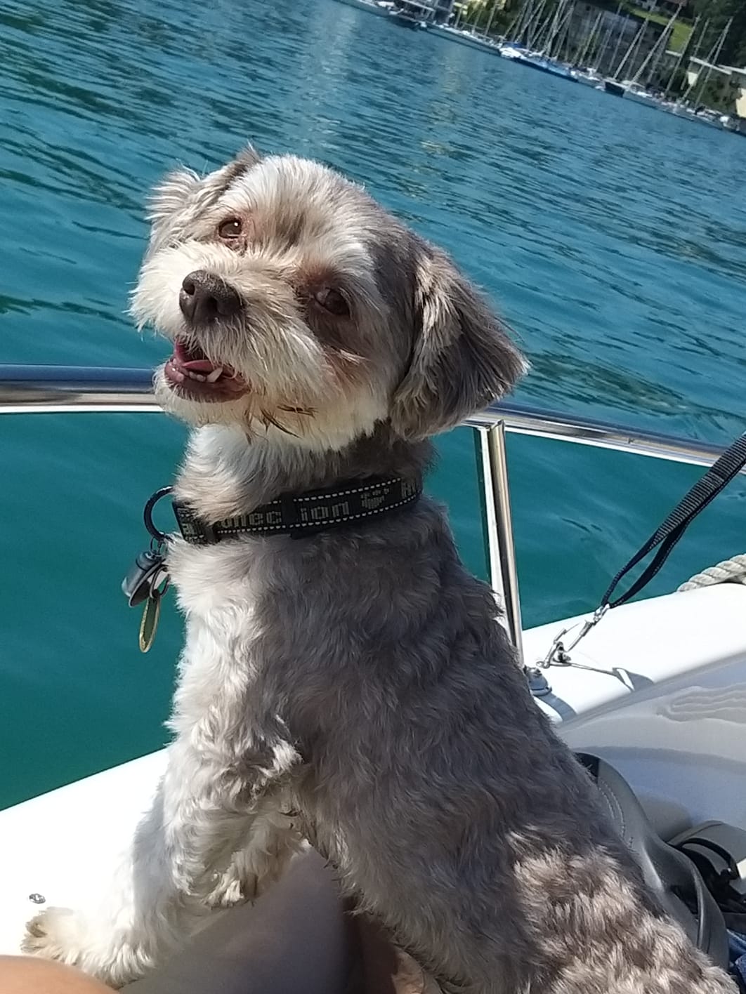 nawu apartments & Restaurant Ausflüge mit Hund Wörthersee