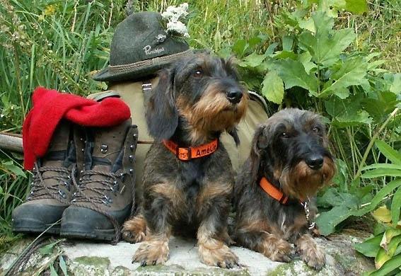 nawu apartments & Restaurant Ausflüge mit Hund Kleinsee