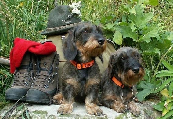 nawu apartments & Restaurant Ausflüge mit Hund Kleinsee