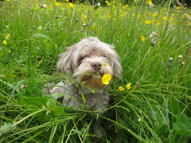 Urlaub-mit-Hund: nawu_apartments__Hundehotel_Hundeurlaub_Familienurlaub_Sommerurlaub_Hermagor_Presseggersee - nawu apartments & Restaurant