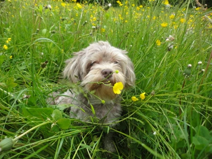 Hundehotel - Doggies: 3 Doggies - nawu_apartments__Hundehotel_Hundeurlaub_Familienurlaub_Sommerurlaub_Hermagor_Presseggersee - nawu apartments & Restaurant