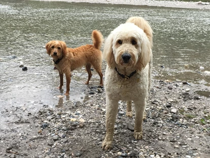 Hundehotel - Doggies: 3 Doggies - nawu_apartments_Hundehotel_Baden_Fluss_Sommerurlaub_Nassfeld_Presseggersee - nawu apartments & Restaurant