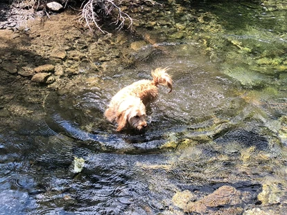 Hundehotel - Doggies: 3 Doggies - nawu_apartments_Hundehotel_Wasser_Baden_Abkühlung - nawu apartments & Restaurant