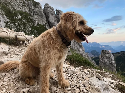 Hundehotel - Doggies: 3 Doggies - nawu_apartments_Hundehotel
Wanderungen_Familienurlaub_Sommerurlaub_Nassfeld - nawu apartments & Restaurant