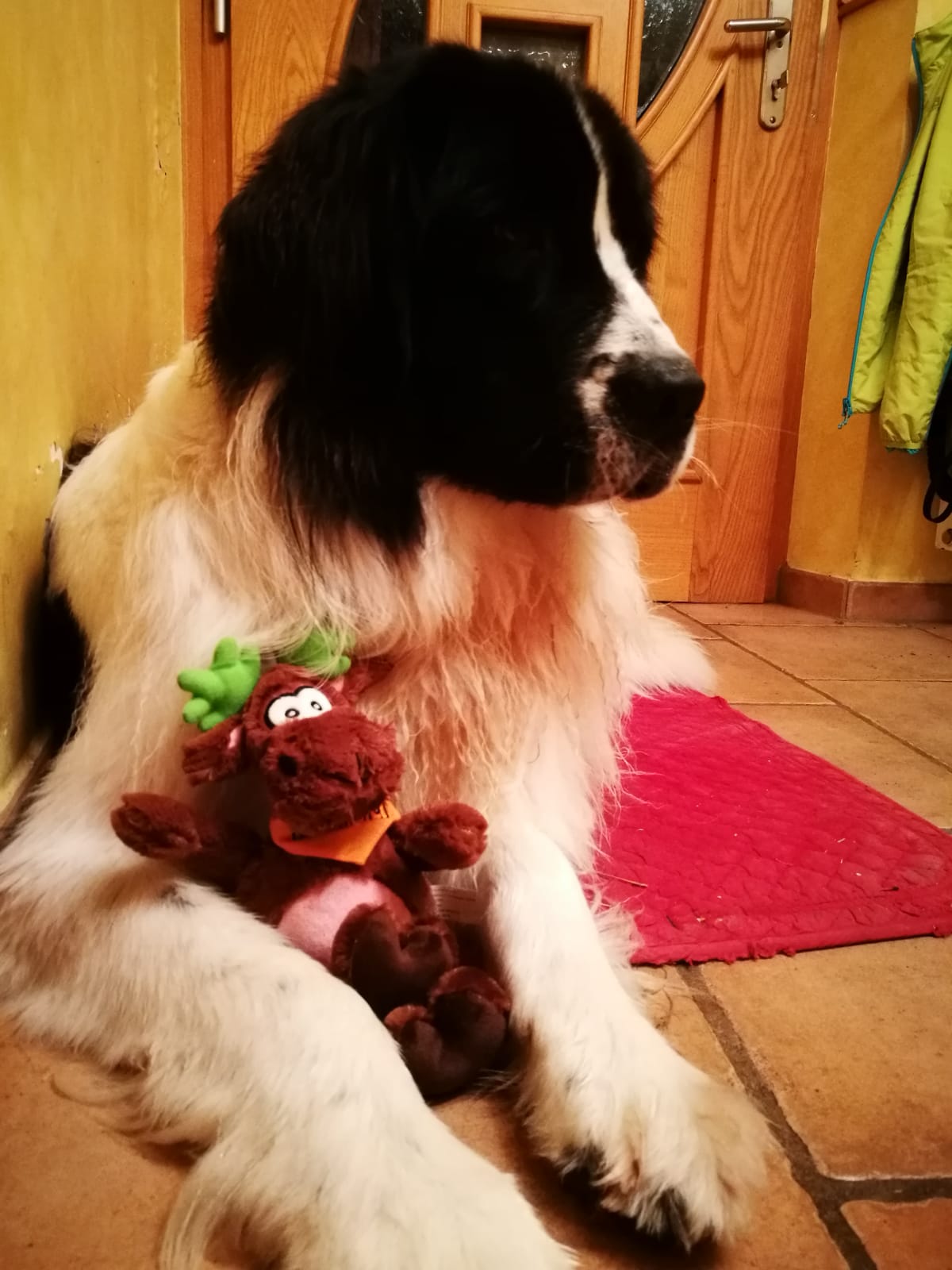 Urlaub-mit-Hund: nawu_apartments_Hundehotel - nawu apartments & Restaurant