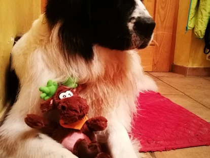Hundehotel - Doggies: 3 Doggies - nawu_apartments_Hundehotel - nawu apartments & Restaurant