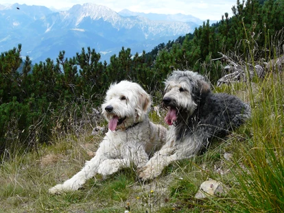 Hundehotel - Doggies: 3 Doggies - Hundehotel_nawu_apartments_Wandern_Nassfeld - nawu apartments & Restaurant
