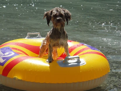 Hundehotel - Doggies: 3 Doggies - Hundehotel_nawu_apartments - nawu apartments & Restaurant