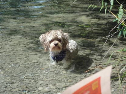 Hundehotel - Doggies: 3 Doggies - Hundehotel_nawu_apartments_Presseggersee - nawu apartments & Restaurant