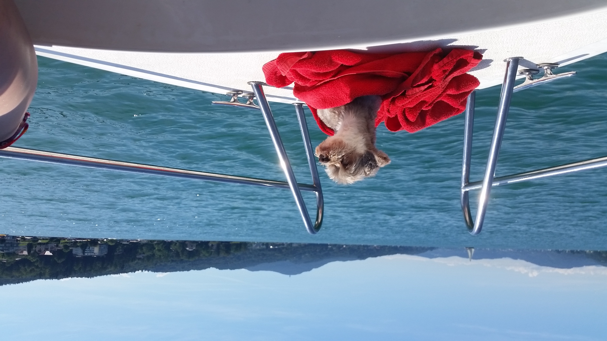 Urlaub-mit-Hund: Hundehotel_nawu_apartments_Familienurlaub_Wörthersee_Ausflug_Bootfahren - nawu apartments & Restaurant