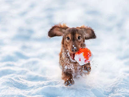 Hundehotel - Doggies: 3 Doggies - Hundehotel_nawu_apartments - nawu apartments & Restaurant