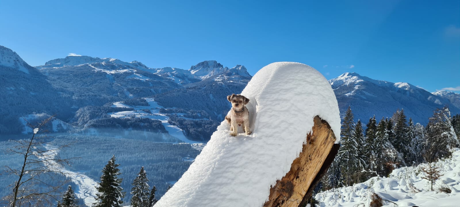 Hundehotel - Preisniveau: günstig - Hundehotel_nawu_apartments_Winterurlaub_Nassfeld_Presseggersee - nawu apartments & Restaurant