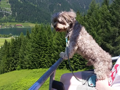 Hundehotel - Doggies: 3 Doggies - nawu_apartments_Weissensee_Ausflug_mit_Hund - nawu apartments & Restaurant