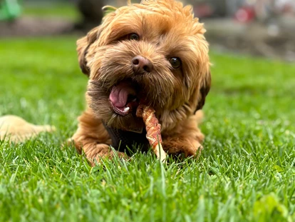 Hundehotel - Doggies: 3 Doggies - nawu_apartments_Hundehotel - nawu apartments & Restaurant