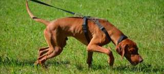 Hotel Restaurant Kniebishöhe Ausflugsziele Mantrailing-Kurse 