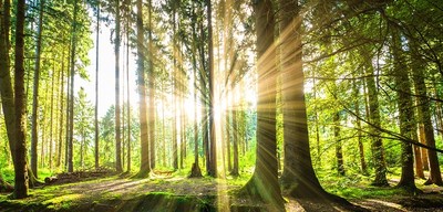 Hotel Restaurant Kniebishöhe Ausflugsziele Wander-Tour Kniebis-Sankenbachwasserfälle