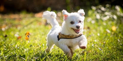 Hundehotel - PLZ 8514 (Schweiz) - garantiert; sie werden sich bei uns wohlfühlen wie einer unserer Hunde Ivy
 - Boutique Hotel Thessoni classic