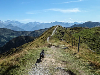 Der Gollinger Ausflüge mit Hund Wandern mit Hund 