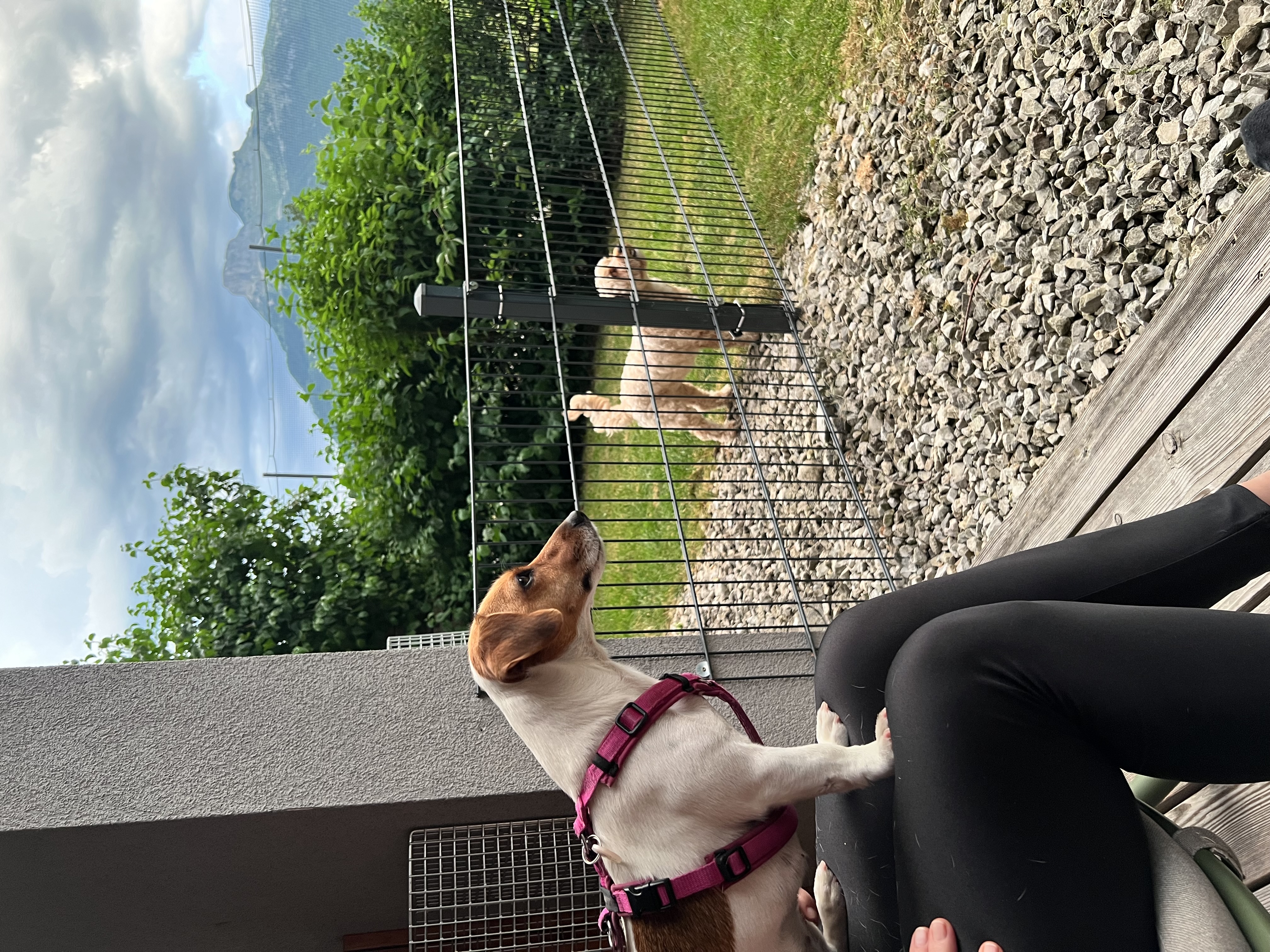 Urlaub-mit-Hund: Vor jedem Hundezimmer eine kleine Wiese - Hotel DIE WASNERIN