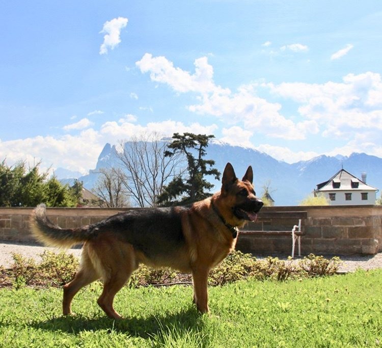 Urlaub-mit-Hund: Herzlich Willkommen im Hotel Bemelmans-Post auf dem Ritten, im Herzen von Südtirol! Maxi und Familie Senn mit Mitarbeitern freuen sich über Ihren Besuch! - Hotel Bemelmans-Post