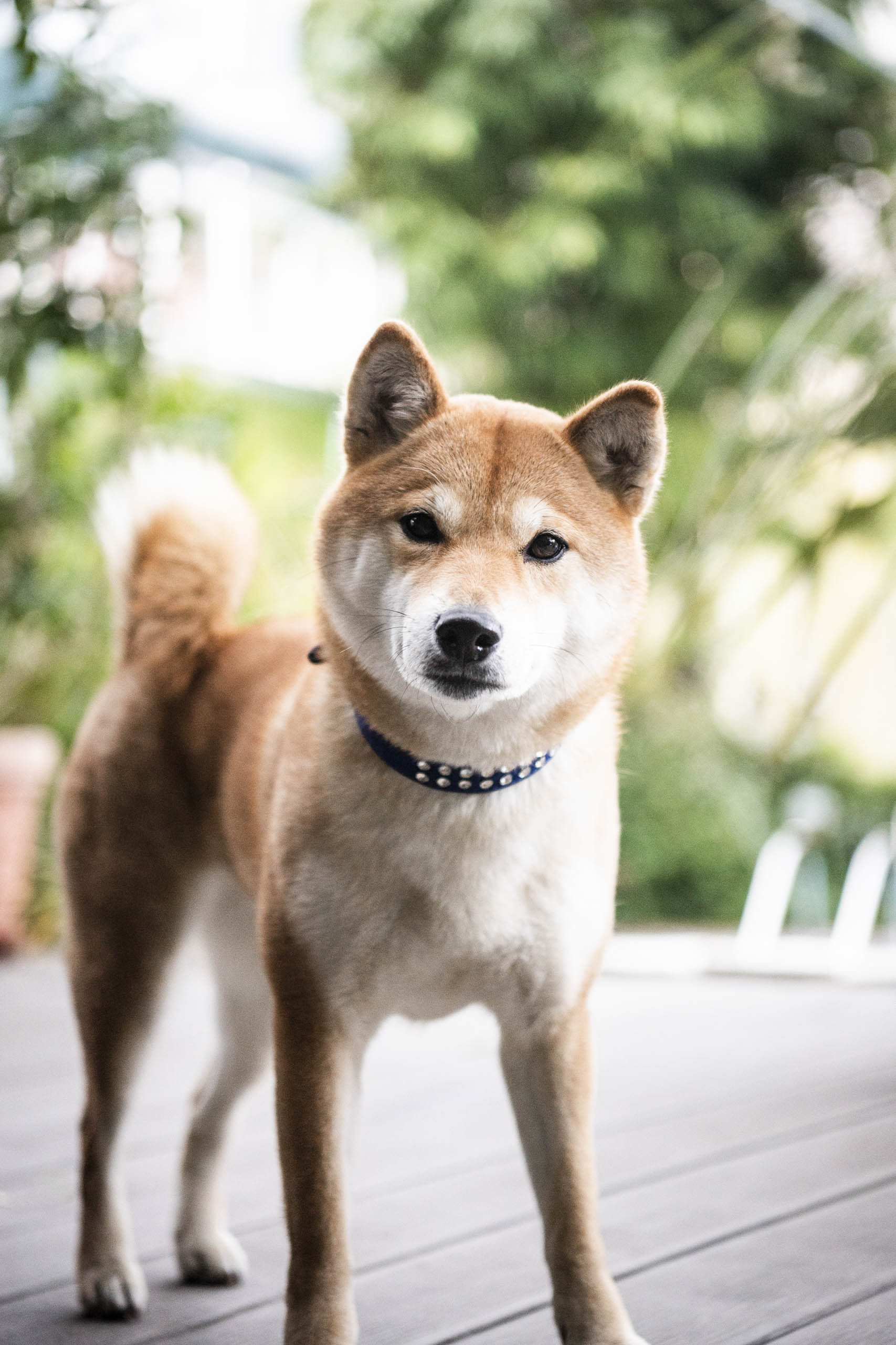 Urlaub-mit-Hund: Haushund "Shira" - Residence Gold Rain