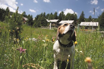 Urlaub-mit-Hund: Hundeurlaub auf der MarktlAlm - MarktlAlm Almhüttendorf Turracher Höhe