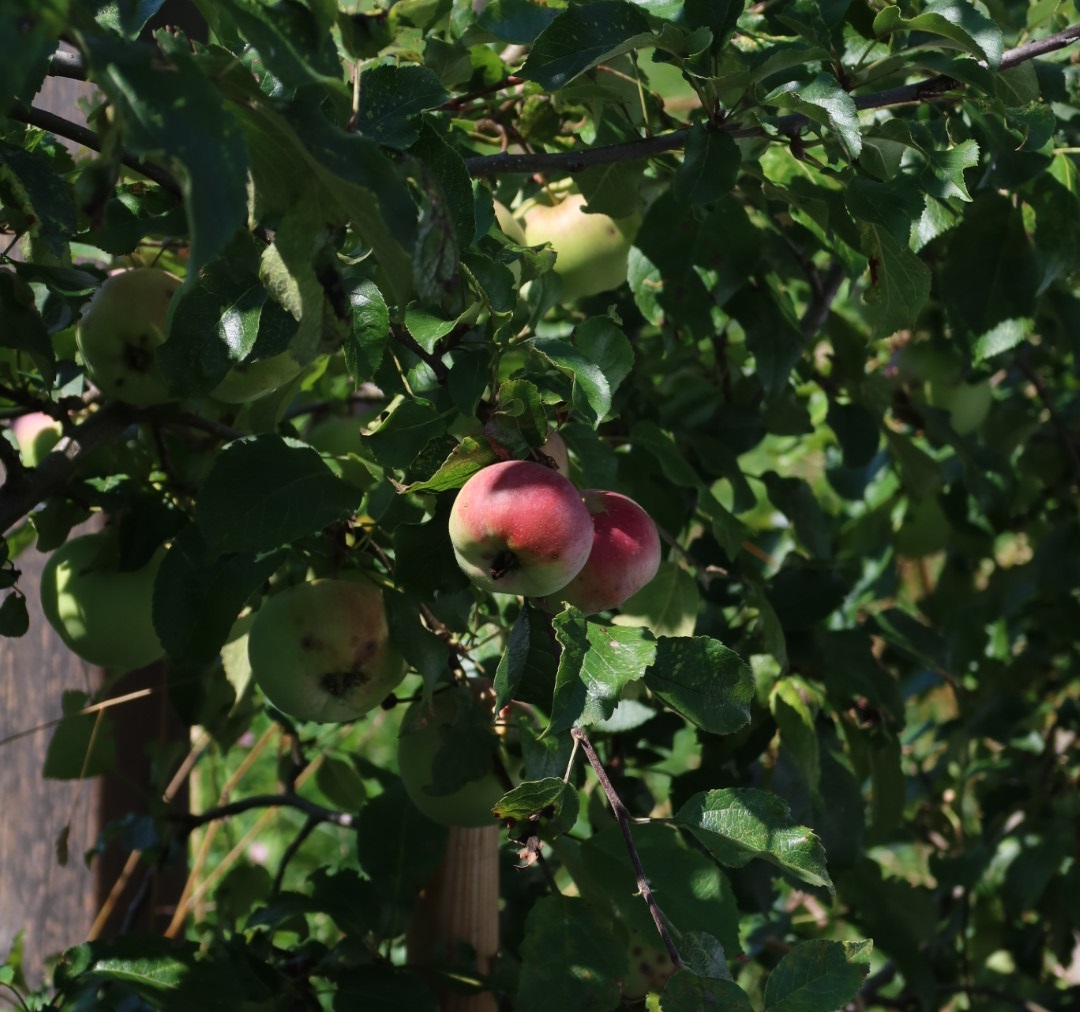 Urlaub-mit-Hund: Hotel Der Löwe - Haus | Umgebung